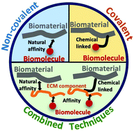 Graphical abstract: Surface biofunctionalization to improve the efficacy of biomaterial substrates to be used in regenerative medicine