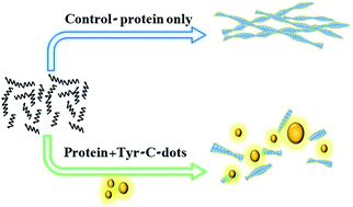 Graphical abstract: Tyrosine carbon dots inhibit fibrillation and toxicity of the human islet amyloid polypeptide