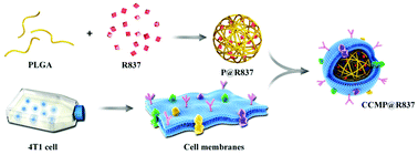 Graphical abstract: Biomimetic cytomembrane nanovaccines prevent breast cancer development in the long term