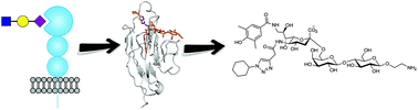 Graphical abstract: Structural advances of Siglecs: insight into synthetic glycan ligands for immunomodulation