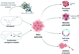 Graphical abstract: Effect of naringenin and its combination with cisplatin in cell death, proliferation and invasion of cervical cancer spheroids