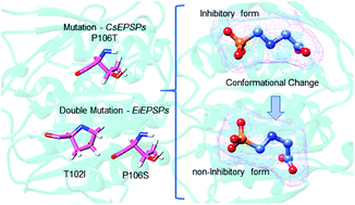 Graphical abstract: Investigation of the target-site resistance of EPSP synthase mutants P106T and T102I/P106S against glyphosate