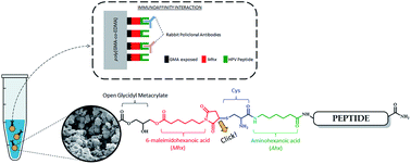 Graphical abstract: Obtaining an immunoaffinity monolithic material: poly(GMA-co-EDMA) functionalized with an HPV-derived peptide using a thiol–maleimide reaction