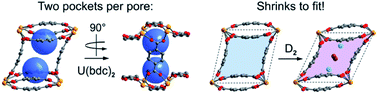 Graphical abstract: Self-adjusting binding pockets enhance H2 and CH4 adsorption in a uranium-based metal–organic framework