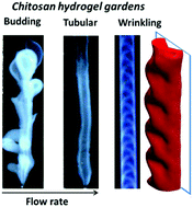 Graphical abstract: Bio-inspired flow-driven chitosan chemical gardens