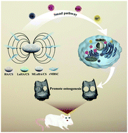 Graphical abstract: Magnetic lanthanum-doped hydroxyapatite/chitosan scaffolds with endogenous stem cell-recruiting and immunomodulatory properties for bone regeneration