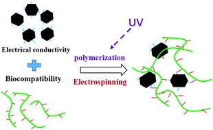 Graphical abstract: Reduced graphene oxide–GelMA–PCL hybrid nanofibers for peripheral nerve regeneration