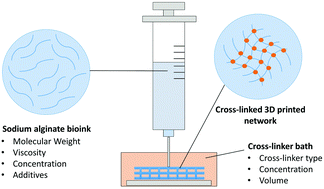 Graphical abstract: Multicomponent polysaccharide alginate-based bioinks