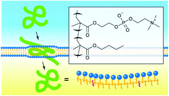 Graphical abstract: Phospholipid-mimicking cell-penetrating polymers: principles and applications