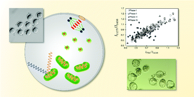 Graphical abstract: In situ assessment of mitochondrial respiratory activity and lipid metabolism of mouse oocytes using resonance Raman spectroscopy