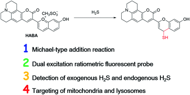 Graphical abstract: A mitochondrial and lysosomal targeted ratiometric probe for detecting intracellular H2S