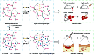 Graphical abstract: Injectable keratin hydrogels as hemostatic and wound dressing materials