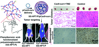 Graphical abstract: Phenylboronic acid-functionalized polyaminoglycoside as an effective CRISPR/Cas9 delivery system