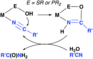 Graphical abstract: Intramolecular attack on coordinated nitriles: metallacycle intermediates in catalytic hydration and beyond