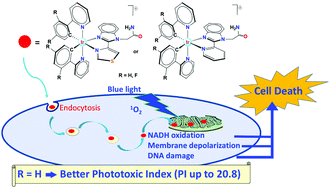 Graphical abstract: Photodynamic therapy with mitochondria-targeted biscyclometallated Ir(iii) complexes. Multi-action mechanism and strong influence of the cyclometallating ligand