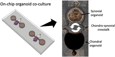 Graphical abstract: Establishment of a human three-dimensional chip-based chondro-synovial coculture joint model for reciprocal cross talk studies in arthritis research