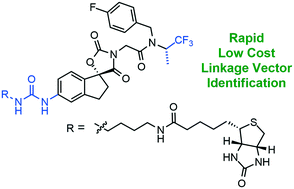 Graphical abstract: Identification of ligand linkage vectors for the development of p300/CBP degraders