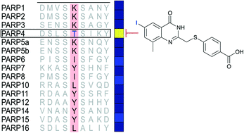 Graphical abstract: Rational design of selective inhibitors of PARP4