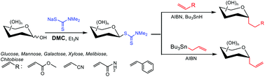 Graphical abstract: A protecting group–free approach for synthesizing C-glycosides through glycosyl dithiocarbamates