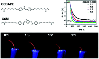 Graphical abstract: The contribution of intermolecular forces to phototropic actuation of liquid crystalline elastomers