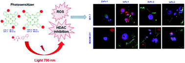 Graphical abstract: Evaluation of histone deacetylase inhibitor substituted zinc and indium phthalocyanines for chemo- and photodynamic therapy