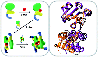 Graphical abstract: Interplay between chromophore binding and domain assembly by the B12-dependent photoreceptor protein, CarH