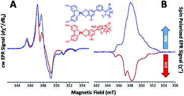 Graphical abstract: Chromophore-radical excited state antiferromagnetic exchange controls the sign of photoinduced ground state spin polarization