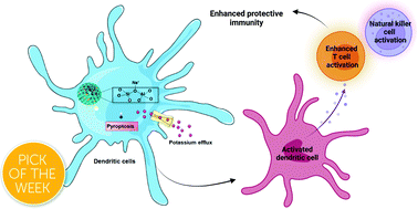 Graphical abstract: Mesoporous sodium four-coordinate aluminosilicate nanoparticles modulate dendritic cell pyroptosis and activate innate and adaptive immunity