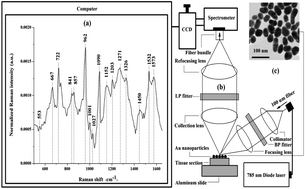 Graphical abstract: Study on the activity of Huo–Xue–Hua–Yu decoction and its drug groups in improving fracture healing using surface-enhanced Raman scattering (SERS) spectroscopy based on gold nanoparticles