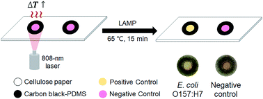 Graphical abstract: A carbon-black-embedded poly(dimethylsiloxane)-paper hybrid device for energy-efficient nucleic-acid amplification in point-of-care testing