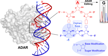 Graphical abstract: Nucleoside analogs in ADAR guide strands targeting 5′-U [[A with combining low line]]  sites