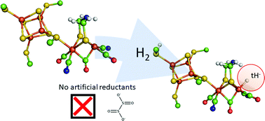 Graphical abstract: Hydride state accumulation in native [FeFe]-hydrogenase with the physiological reductant H2 supports its catalytic relevance