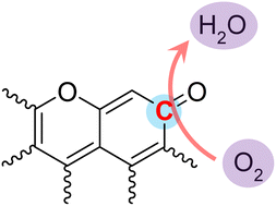 Graphical abstract: Identification of a pyrone-type species as the active site for the oxygen reduction reaction