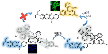 Graphical abstract: An ‘AND’-based ratiometric fluorescence probe for the sequential detection of biothiols and hypochlorous acid