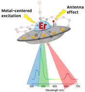 Graphical abstract: Dual visible and near-infrared luminescence in mononuclear macrocyclic erbium(iii) complexes via ligand and metal centred excitation