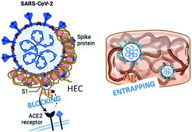 Graphical abstract: Eco design for Ag-based solutions against SARS-CoV-2 and E. coli