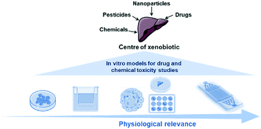 Graphical abstract: Liver organ-on-chip models for toxicity studies and risk assessment