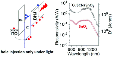 Graphical abstract: Heterojunction bilayers serving as a charge transporting interlayer reduce the dark current and enhance photomultiplication in organic shortwave infrared photodetectors