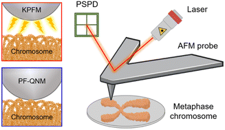 Graphical abstract: Direct observation of surface charge and stiffness of human metaphase chromosomes