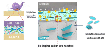 Graphical abstract: A mucus-inspired solvent-free carbon dot-based nanofluid triggers significant tribological synergy for sulfonated h-BN reinforced epoxy composites