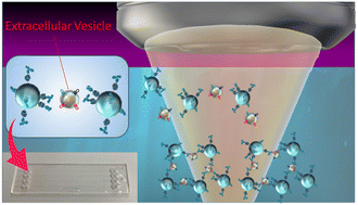 Graphical abstract: Ultrafast sensitivity-controlled and specific detection of extracellular vesicles using optical force with antibody-modified microparticles in a microflow system