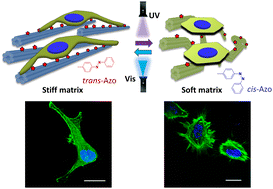 Graphical abstract: Photocontrolled DNA nanotubes as stiffness tunable matrices for controlling cellular behavior