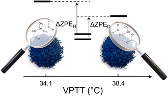 Graphical abstract: Understanding the monomer deuteration effect on the transition temperature of poly(N-isopropylacrylamide) microgels in H2O