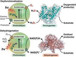 Graphical abstract: Light-driven biocatalytic oxidation