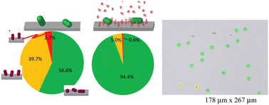 Graphical abstract: Depletion attractions drive bacterial capture on both non-fouling and adhesive surfaces, enhancing cell orientation