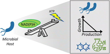 Graphical abstract: Perspectives in growth production trade-off in microbial bioproduction