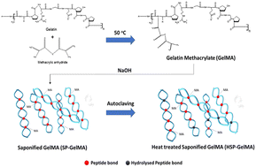 Graphical abstract: Improving printability of hydrogel-based bio-inks for thermal inkjet bioprinting applications via saponification and heat treatment processes