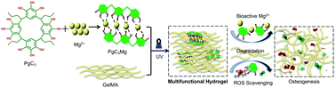 Graphical abstract: PgC3Mg metal–organic cages functionalized hydrogels with enhanced bioactive and ROS scavenging capabilities for accelerated bone regeneration