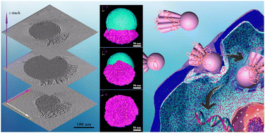 Graphical abstract: Tailoring head–tail mesoporous silica nanoparticles for enhanced gene transfection