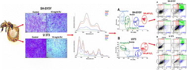 Graphical abstract: Exploring the in vitro potential of royal jelly against glioblastoma and neuroblastoma: impact on cell proliferation, apoptosis, cell cycle, and the biomolecular content